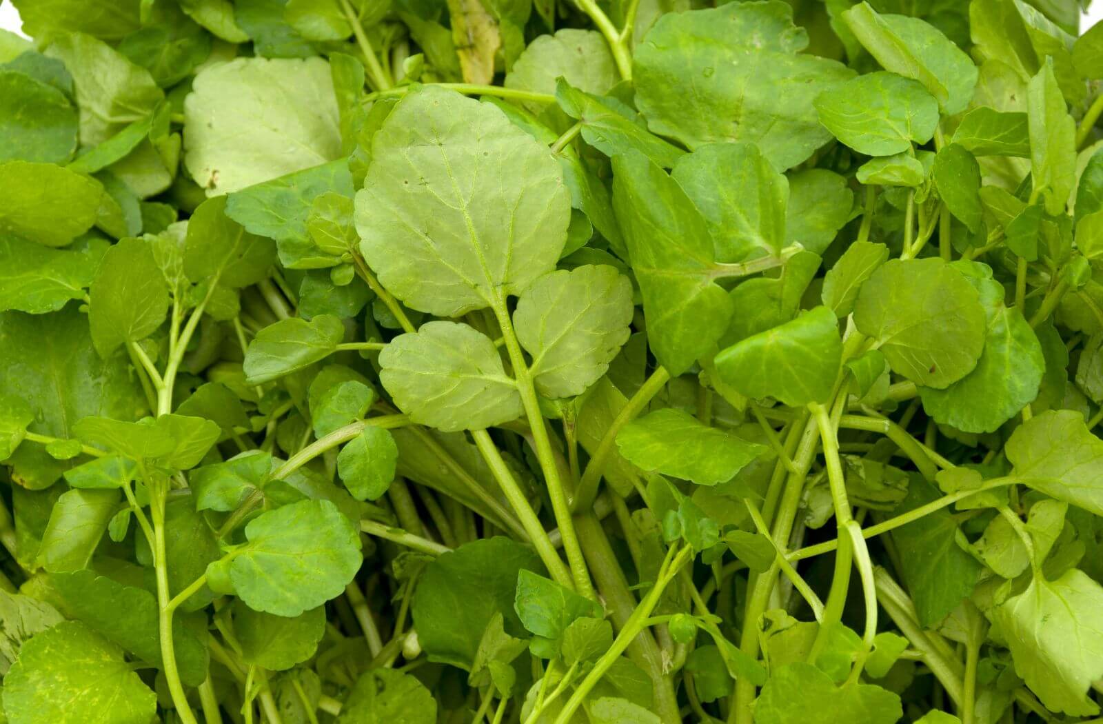 Brunnenkresse ist reicht an Vitaminen und Mineralstoffen wie Vitamin C, Vitamin K, Eisen und Jod und sinnvoll für die Knochengesundheit und Immunfunktion von Kindern