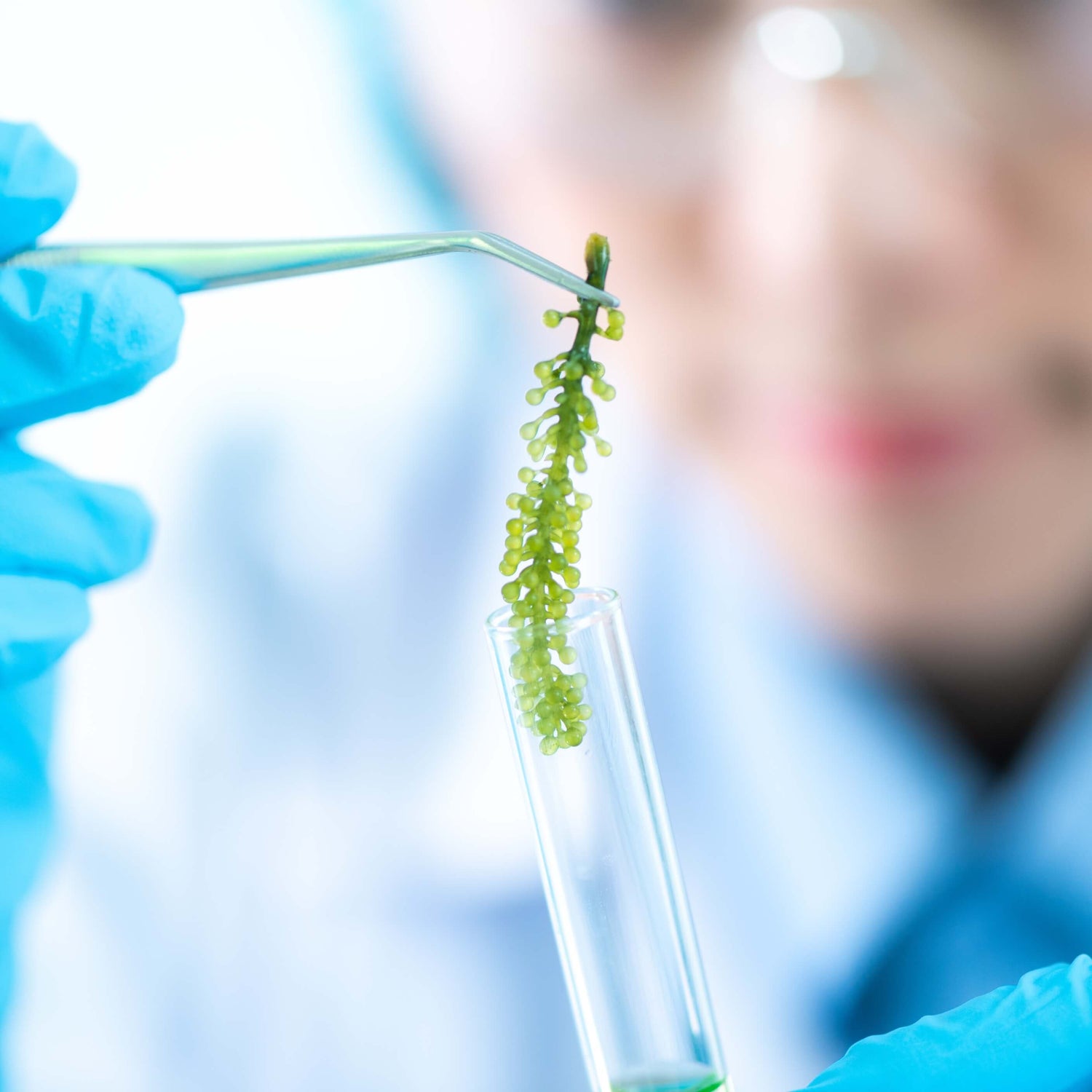 Microalge Schizochytrium wird mit Pinzette in Reagenzglas geführt.