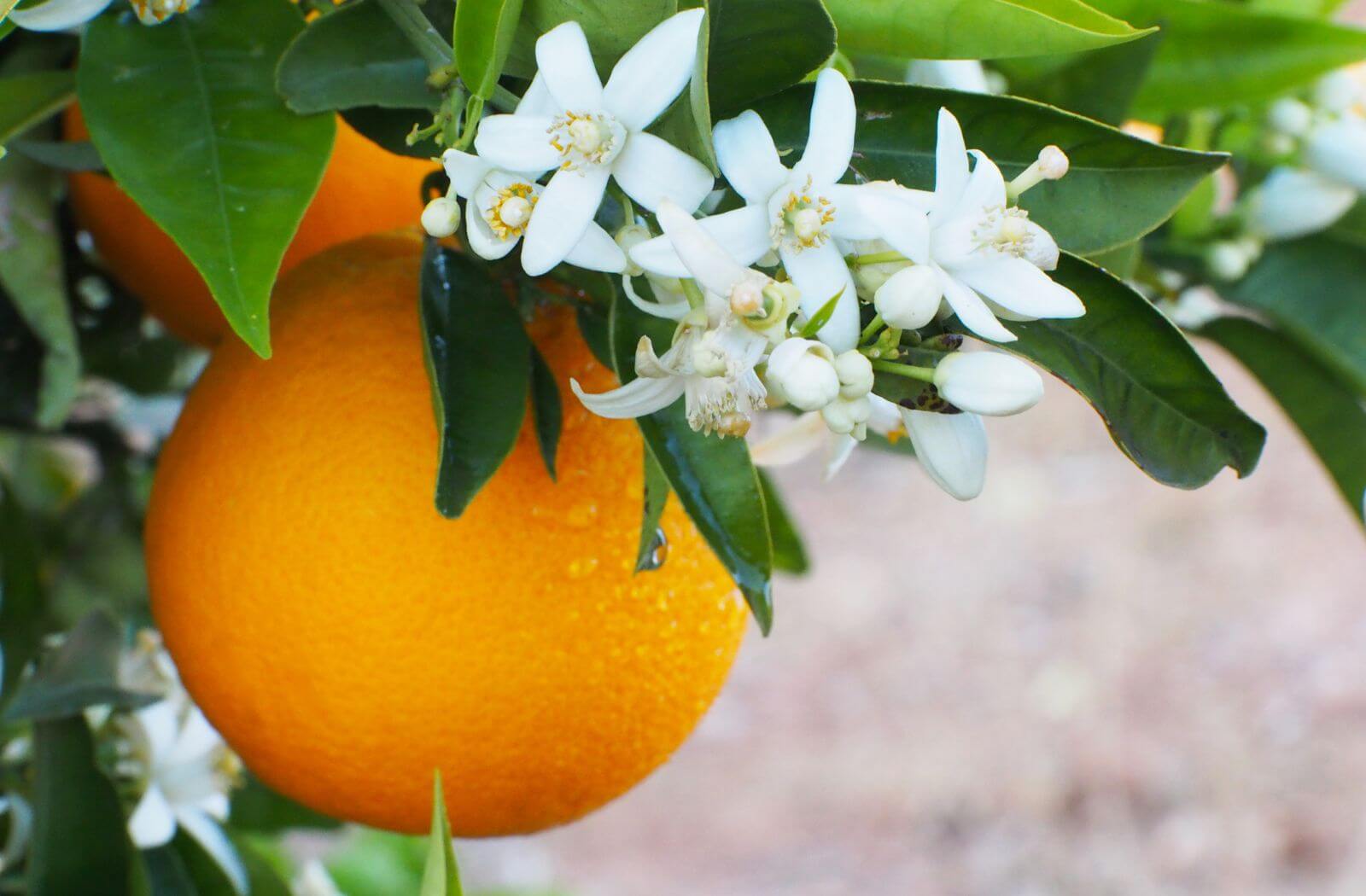 Orangenblüte mit entspannender Wirkung auf das Nervensystem und zur Beruhigung