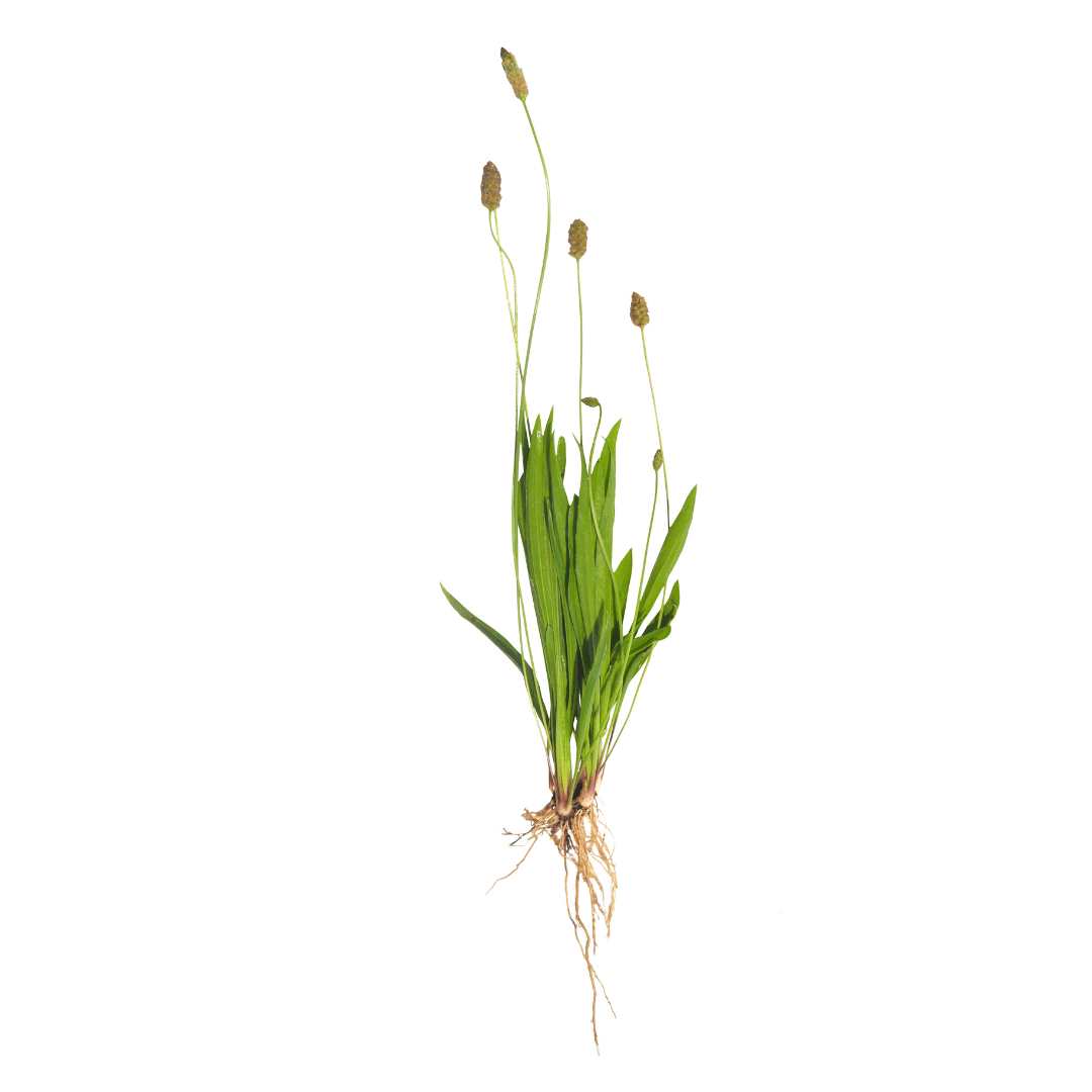 Spitzwegerich ist eine Heilpflanze, die traditionell bei verschiedenen Beschwerden eingesetzt wird, z.B. bei Husten, Schleim und Entzündungen.